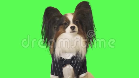 穿着商务套装带领领结的漂亮狗狗帕皮隆正在与绿色背景的摄像机视频通话视频的预览图