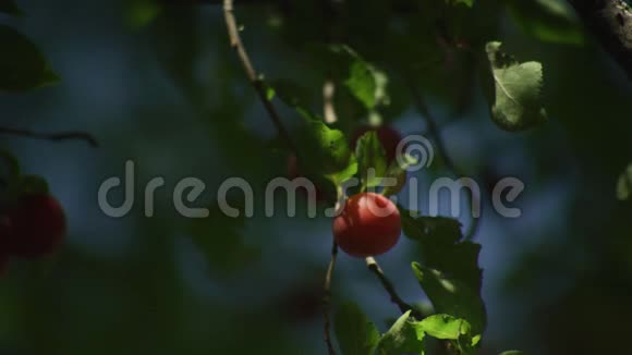 在夏日阳光明媚的日子里花园里成熟的红色李子视频的预览图