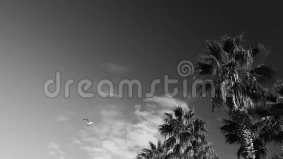 海鸥蓝天和棕榈视频的预览图