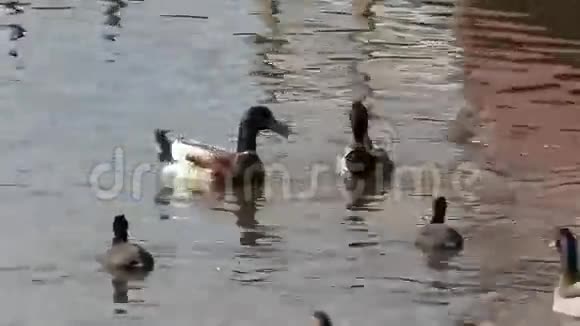 鸭子在银湖上游泳视频的预览图