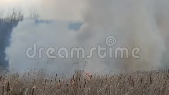 森林草原野火中冒出的浓烟烧干草和灌木丛燃烧火焰的干芦苇视频的预览图
