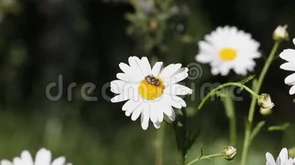 阳光明媚的一天一只蜜蜂坐在一朵雏菊上洋甘菊在晴朗的天气里随风摇曳自然森林背景视频的预览图