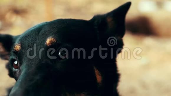 黑色德国牧羊犬在镜头里看黑人牧羊人肖像视频的预览图