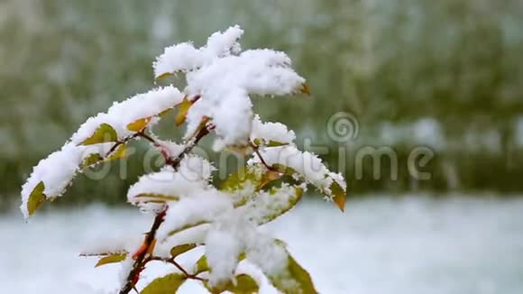 白色雪下的叶子视频的预览图