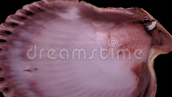 贝壳孤立在黑色背景上特写细节视频的预览图