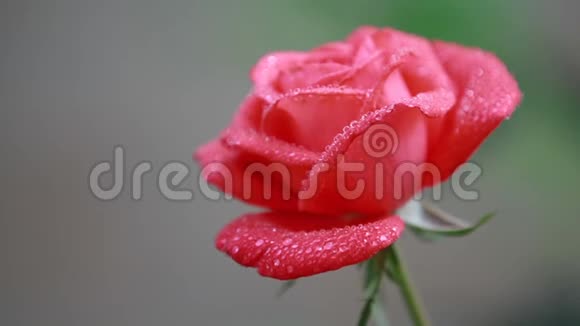 美丽的粉红色红花花园里有水滴雨露中的玫瑰特写动态场景调色视频视频的预览图