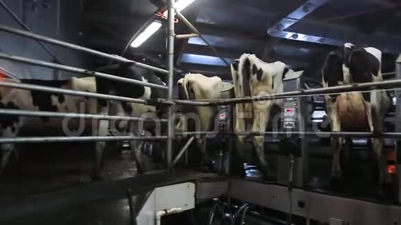 奶牛在现代农场挤奶奶牛厂的奶牛加工挤奶奶牛挤奶机上的奶牛自动化视频的预览图