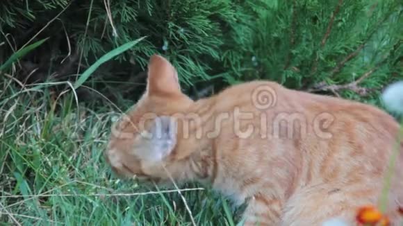 草坪花园上的红猫草视频的预览图