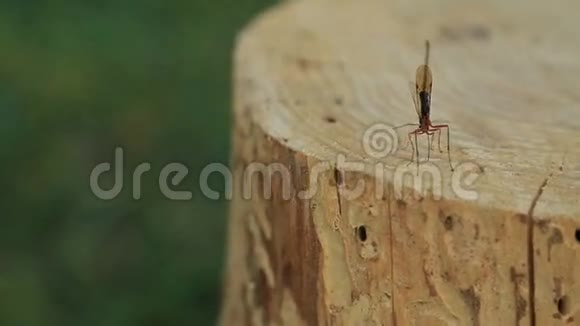 龙在树桩上飞翔视频的预览图
