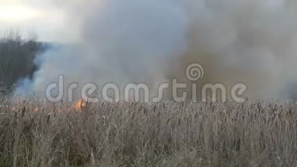 森林草原野火中冒出的浓烟烧干草和灌木丛燃烧火焰的干芦苇视频的预览图