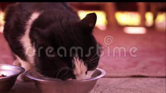 猫喝牛奶视频的预览图