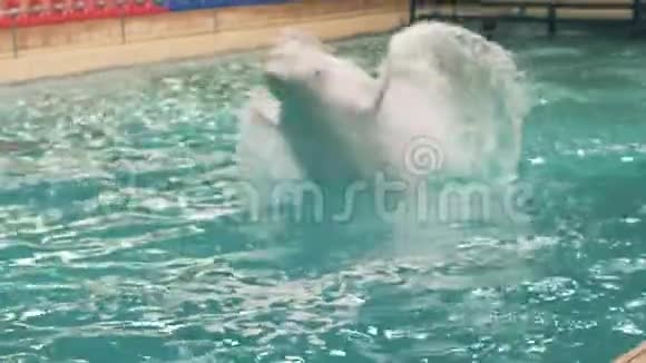 白鲸跳泳池在海豚馆表演视频的预览图
