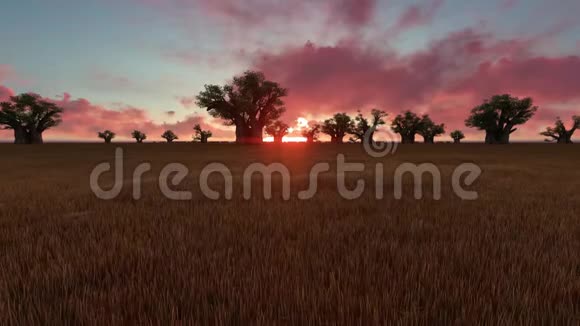 日落时的非洲热带草原视频的预览图