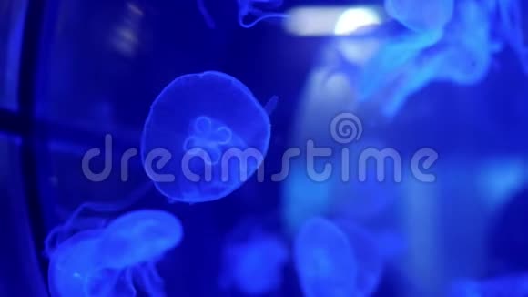 特写美丽的水母穿着蓝色在黑暗中它们缓慢地移动优雅地漂浮在水中水母的作用视频的预览图