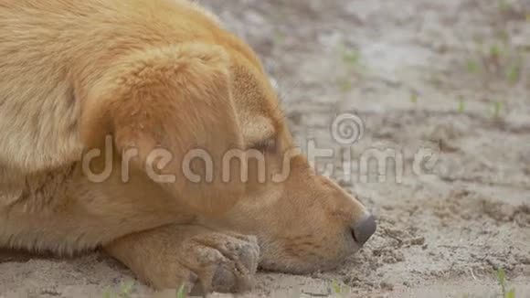 红狗嘴特写慢动作视频视频的预览图