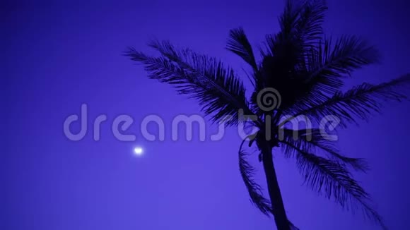 棕榈树在微风中与月亮在夜晚1920x1080视频的预览图