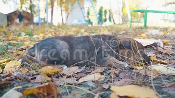 无家可归的小狗伤心地躺在草地上视频的预览图