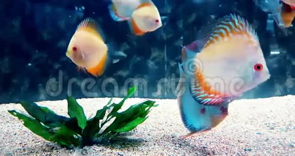 水族馆里的热带色彩斑斓的鱼蓝色的海水和真实的环境流动缓慢视频的预览图