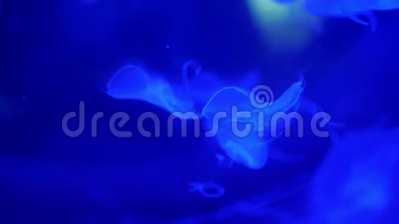 特写美丽的水母穿着蓝色在黑暗中它们缓慢地移动优雅地漂浮在水中水母的作用视频的预览图