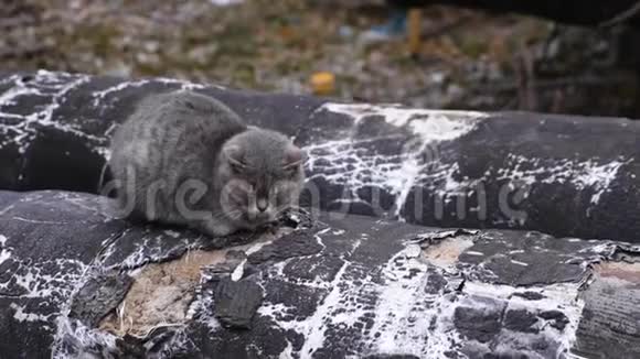 街道供暖主管道灰猫晒暖管视频的预览图