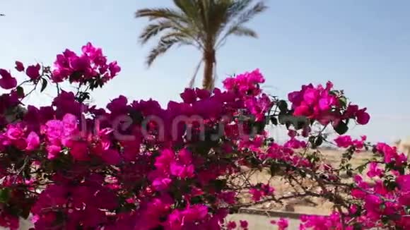 开花的灌木埃及视频的预览图