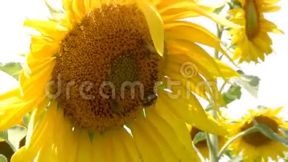 蜜蜂和向日葵视频的预览图