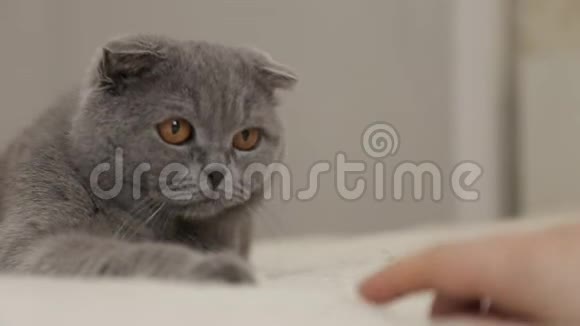 一只黄眼睛躺在床上的英国小猫视频的预览图