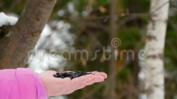 女人手中的鸟吃种子视频的预览图