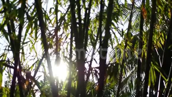 模糊紧密明亮多汁的异国热带丛林树叶纹理背景共空间花园里的茂密的树叶视频的预览图