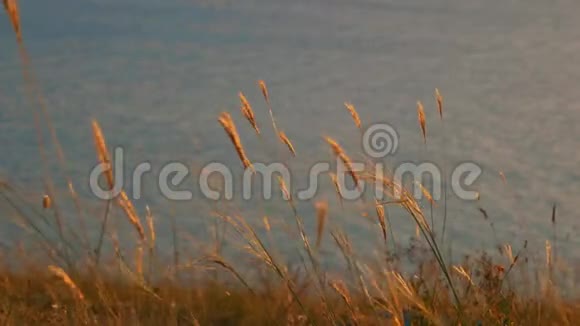 在平静的海面上干草随风缓慢移动视频的预览图