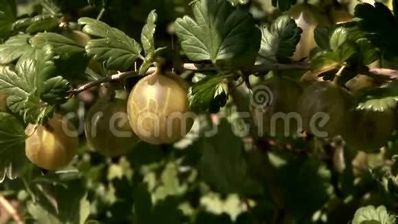 灌木上的鹅莓灌木上的大维生素C生产商视频的预览图