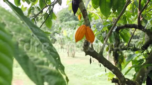 有机可可果种植园黄色的豆荚生长在树上4K印度尼西亚巴厘视频的预览图