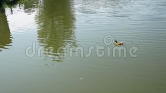 一只孤独的鸭子在绿色的池塘里游泳吃东西视频的预览图