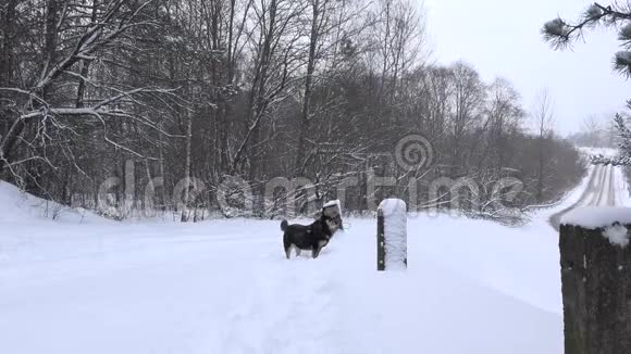黑狗在冬天的森林里在松雪中玩耍4K视频的预览图