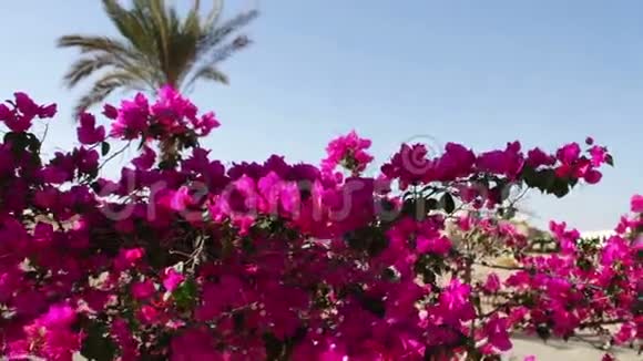 开花的灌木埃及视频的预览图