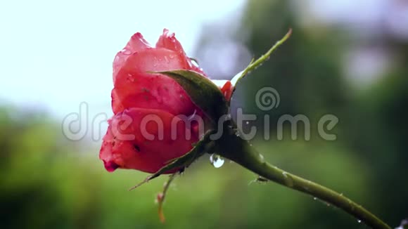 雨落在橙色玫瑰花上快关门视频的预览图