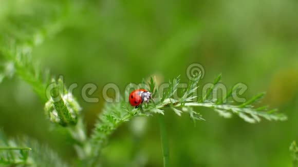 一只瓢虫沿着草叶爬到草地上视频的预览图