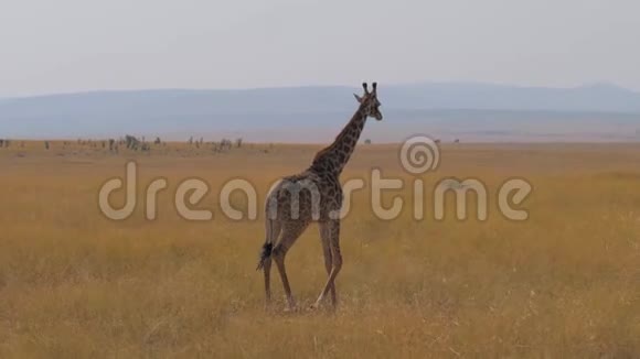 孤独的长颈鹿在非洲草原上行走肯尼亚自然保护区MasaiMara视频的预览图