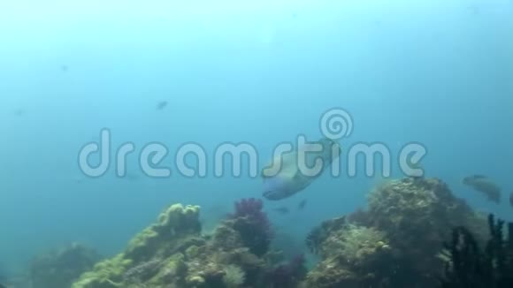 拉贾安帕特的仑鱼和迷彩石斑鱼视频的预览图