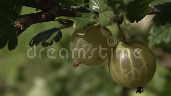 从灌木丛中的大型维生素C生产商那里采摘的鹅莓视频的预览图
