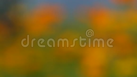 视频模糊美丽的黄花和蓝天模糊景观自然户外背景3视频的预览图