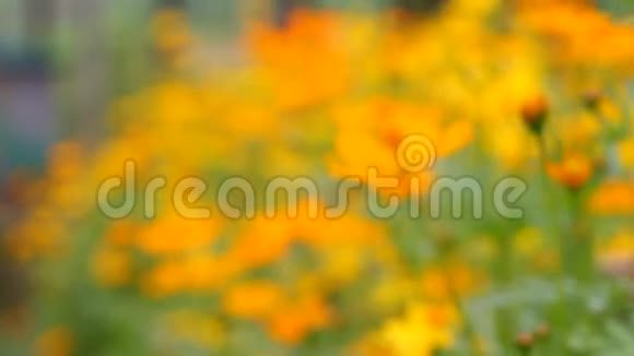 视频模糊美丽的黄花和蓝天模糊景观自然户外背景视频的预览图