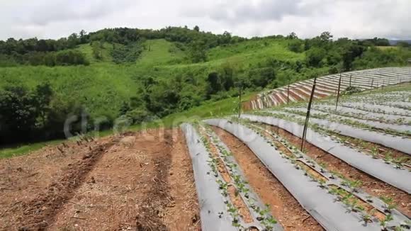 视频模糊美丽的绿色草莓有机农场和蓝天景观自然户外背景1视频的预览图
