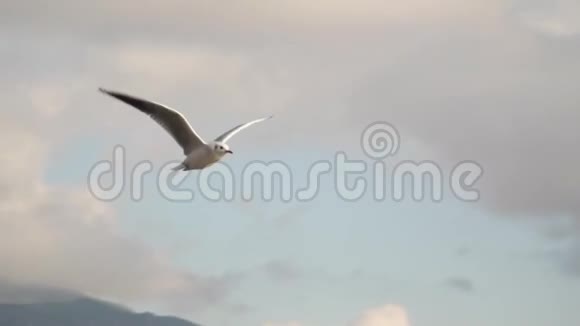 一只海鸥在云层的背景下飞翔视频的预览图