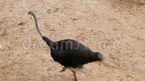 鸵鸟在泰国khaokheo动物园走来走去视频的预览图