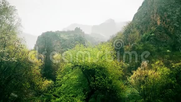 山中森林景观的雨水平静的自然景象视频的预览图