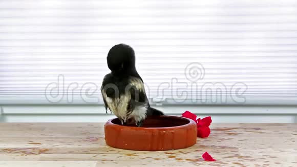 年轻温顺的喜鹊正在洗澡视频的预览图