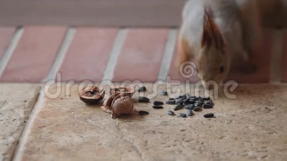毛茸茸的灰松鼠在地板上发现了核桃视频的预览图