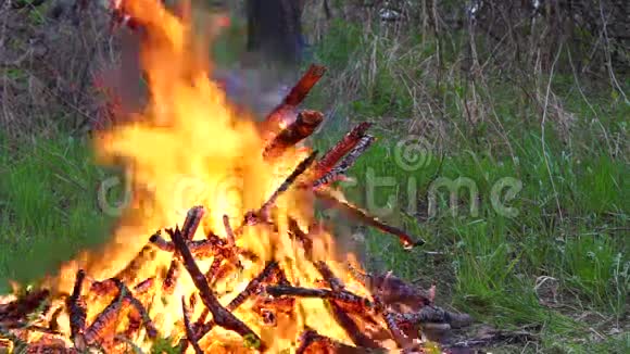 森林里的一大堆火柴视频的预览图