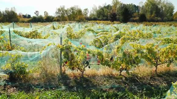有成熟红葡萄的葡萄园上面覆盖着一个鸟类保护网视频的预览图